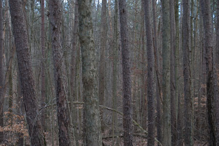 20081228pioneermothers_088