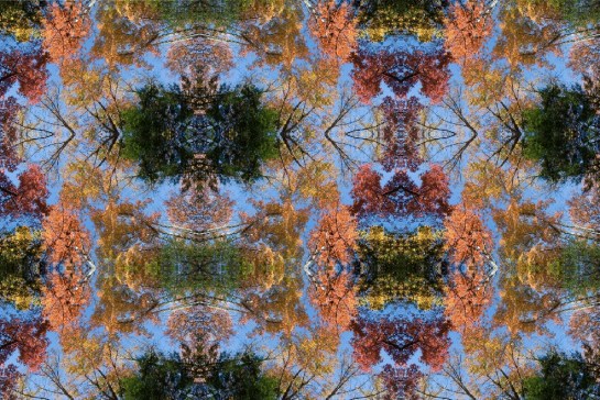 Albright Grove, Smoky Mountains National Park, Tennessee - 23 October 2011 - 11:28:34 