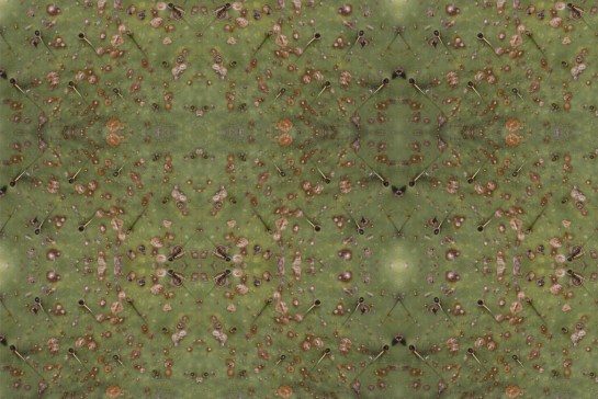 Nopales 1. Cattail Falls , BBNP. Far West Texas