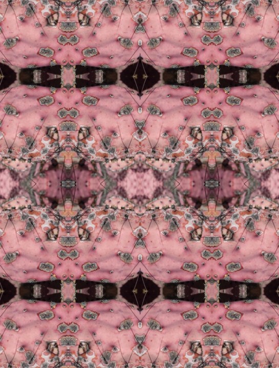 Nopales 1, Mule Ears, BBNP. Far West Texas